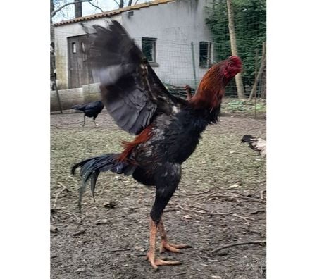 Vente Charente-Maritime Rochefort - 17300 - Photos Vivastreet OEUFS Fécondés SHAMO (Plusieurs Races)