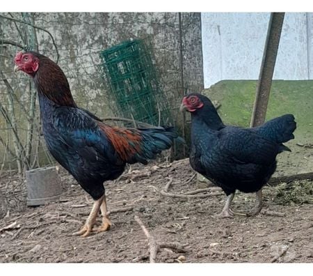 Vente Charente-Maritime Rochefort - 17300 - Photos Vivastreet OEUFS Fécondés SHAMO (Plusieurs Races)