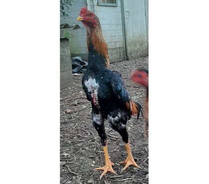 Vente animaux Rochefort Charente-Maritime - Photos Vivastreet OEUFS Fécondés SHAMO (Plusieurs Races)