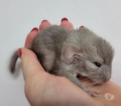 Vente animaux Nancy Nancy - Photos Vivastreet 6 chinchillas élevage familial serieux
