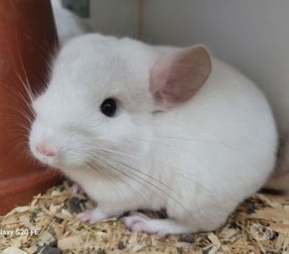 Vente Strasbourg Strasbourg - Photos Vivastreet URGENT 2 bébés chinchillas élevage familial sérieux