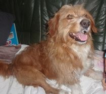 Fauve de bretagne mâle pour saillie