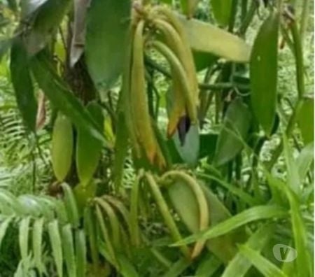 Terrain à vendre Madagascar - Photos Vivastreet Vente presqu'île Mahavanona Foulpointe