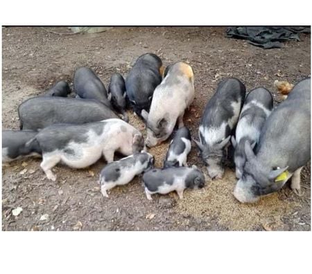 Don animaux Loire-Atlantique Treillieres - 44119 - Photos Vivastreet POLY, adorable Cochon Vietnamien à adopter 