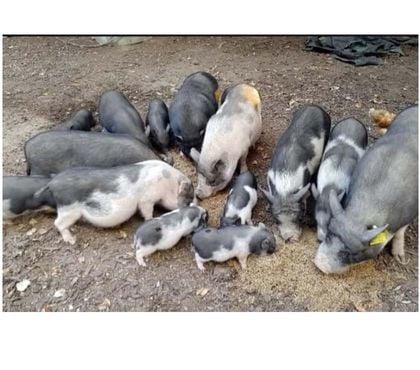 Adoption animaux Treillieres Loire-Atlantique - Photos Vivastreet POLY, adorable Cochon Vietnamien à adopter