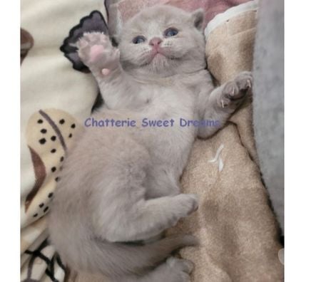 Vente Meurthe-et-Moselle Longwy - 54400 - Photos Vivastreet Chatons british shorthair loof élevage familial