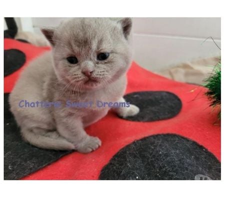 Vente Meurthe-et-Moselle Longwy - 54400 - Photos Vivastreet Chatons british shorthair loof élevage familial