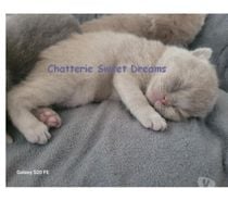 Chatons british shorthair loof élevage familial