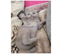Chatons femelle lilac british shorthair loof