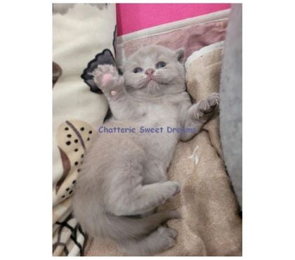 Vente animaux Nancy Nancy - Photos Vivastreet Chatons femelle lilac british shorthair loof