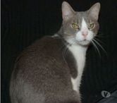 urgent pour THAIS 9 ans à adopter sans chat