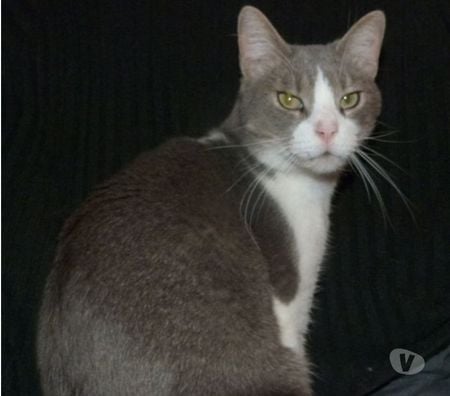 Don animaux Seine-Maritime Gournay en Bray - 76220 - Photos Vivastreet urgent pour THAIS 9 ans à adopter sans chat