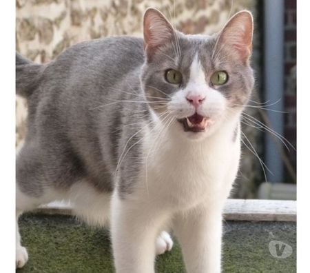 Don animaux Seine-Maritime Gournay en Bray - 76220 - Photos Vivastreet urgent pour THAIS 9 ans à adopter sans chat