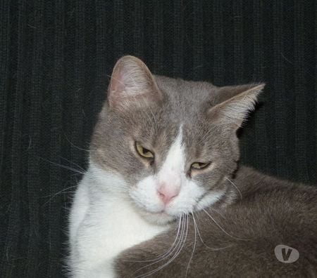 Don animaux Seine-Maritime Gournay en Bray - 76220 - Photos Vivastreet urgent pour THAIS 9 ans à adopter sans chat