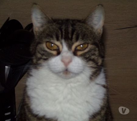 Don animaux Seine-Maritime Gournay en Bray - 76220 - Photos Vivastreet urgent pour ODY 6 ans à adopter