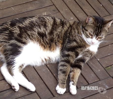 Don animaux Seine-Maritime Gournay en Bray - 76220 - Photos Vivastreet urgent pour ODY 6 ans à adopter