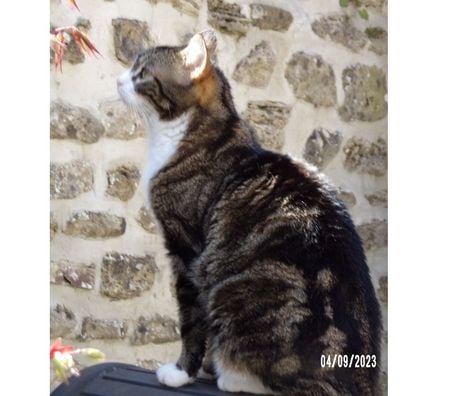Don animaux Seine-Maritime Gournay en Bray - 76220 - Photos Vivastreet urgent pour ODY 6 ans à adopter