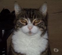 Photos Vivastreet urgent pour ODY 6 ans à adopter