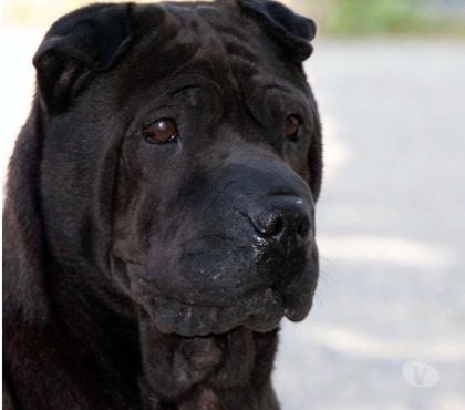 Don animaux La Montagne Loire-Atlantique - Photos Vivastreet LENNON, magnifique Sharpeï à adopter