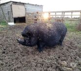 JULIEN, beau cochon vietnamien à adopter via UMA