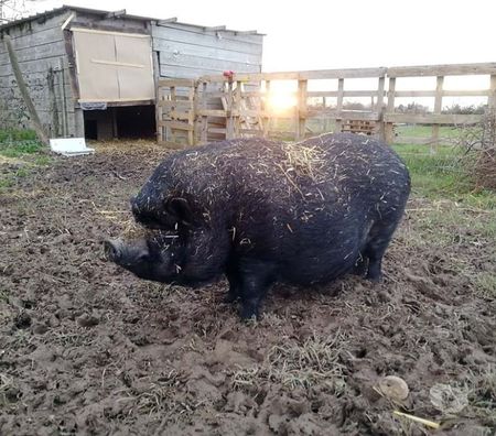 Don animaux Loire-Atlantique La Chapelle Basse Mer - 44450 - Photos Vivastreet JULIEN, beau cochon vietnamien à adopter via UMA