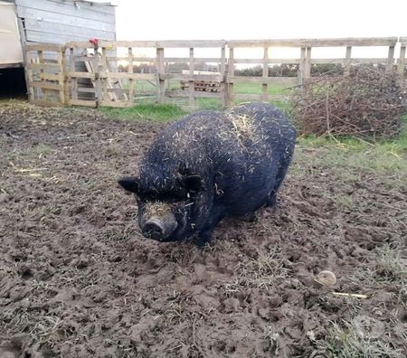 Don animaux Loire-Atlantique La Chapelle Basse Mer - 44450 - Photos Vivastreet JULIEN, beau cochon vietnamien à adopter via UMA
