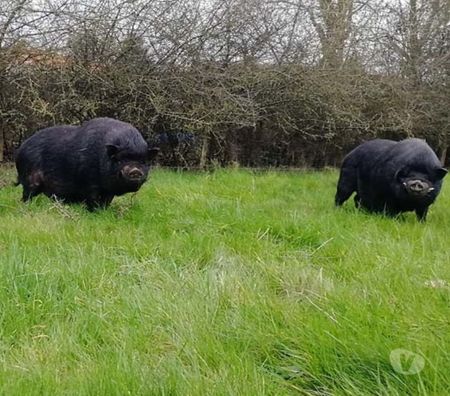 Don animaux Loire-Atlantique La Chapelle Basse Mer - 44450 - Photos Vivastreet JULIEN, beau cochon vietnamien à adopter via UMA