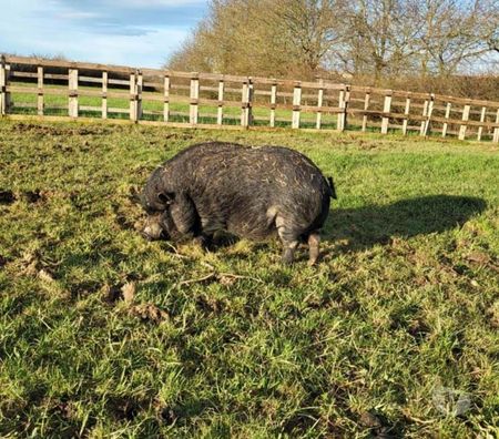 Don animaux Loire-Atlantique La Chapelle Basse Mer - 44450 - Photos Vivastreet JULIEN, beau cochon vietnamien à adopter via UMA