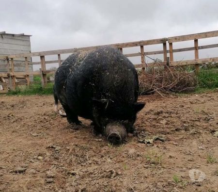 Don animaux Loire-Atlantique La Chapelle Basse Mer - 44450 - Photos Vivastreet JULIEN, beau cochon vietnamien à adopter via UMA