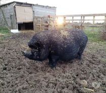 JULIEN, beau cochon vietnamien à adopter via UMA