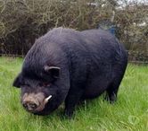 JULIETTO, gentil cochon Vietnamien 