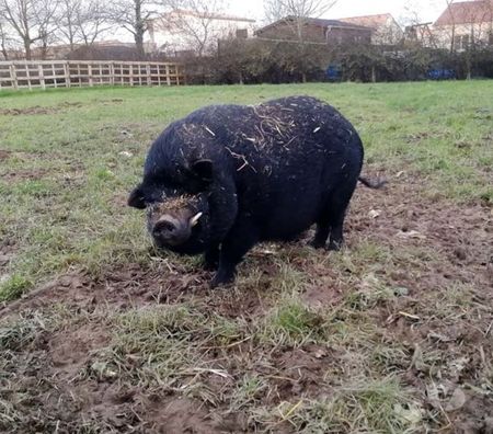 Don animaux Loire-Atlantique Barbechat - 44450 - Photos Vivastreet JULIETTO, gentil cochon Vietnamien 