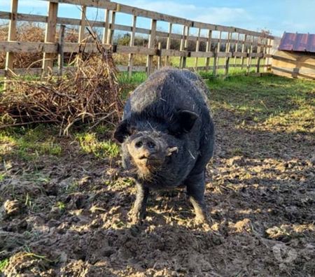 Don animaux Loire-Atlantique Barbechat - 44450 - Photos Vivastreet JULIETTO, gentil cochon Vietnamien 