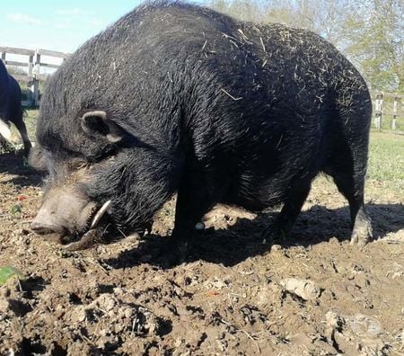 Don animaux Loire-Atlantique Barbechat - 44450 - Photos Vivastreet JULIETTO, gentil cochon Vietnamien 