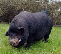 JULIETTO, gentil cochon Vietnamien