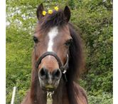 PERLE, magnifique poney type Shetland ou Welsh