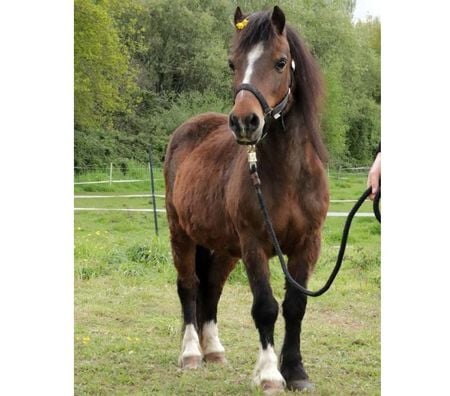 Don animaux Loire-Atlantique Riaille - 44440 - Photos Vivastreet PERLE, magnifique poney type Shetland ou Welsh