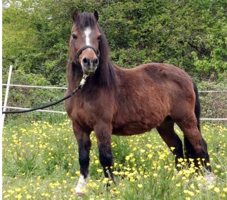 Don animaux Loire-Atlantique Riaille - 44440 - Photos Vivastreet PERLE, magnifique poney type Shetland ou Welsh