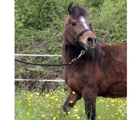 Don animaux Loire-Atlantique Riaille - 44440 - Photos Vivastreet PERLE, magnifique poney type Shetland ou Welsh