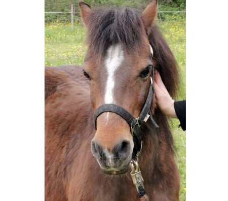 Don animaux Loire-Atlantique Riaille - 44440 - Photos Vivastreet PERLE, magnifique poney type Shetland ou Welsh