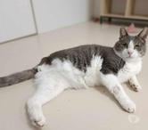 Wanted 10 ans 3 pattes à adopter