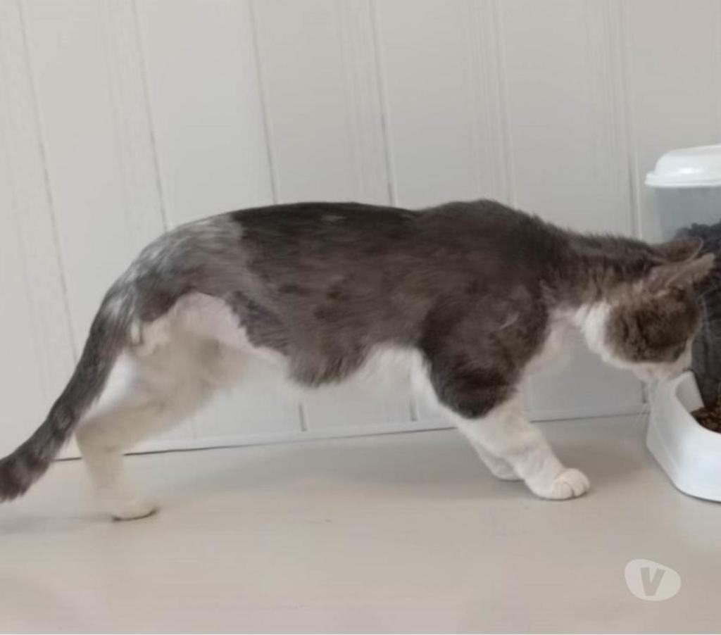 Don animaux Eure Beaumont le Roger - 27170 - Photos Vivastreet Wanted 10 ans 3 pattes à adopter