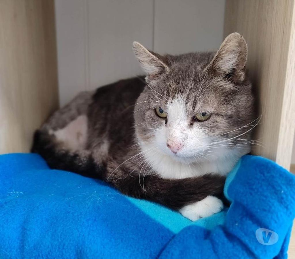 Don animaux Eure Beaumont le Roger - 27170 - Photos Vivastreet Wanted 10 ans 3 pattes à adopter