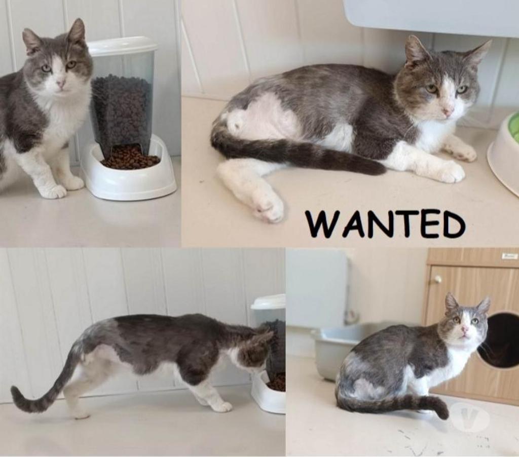 Don animaux Eure Beaumont le Roger - 27170 - Photos Vivastreet Wanted 10 ans 3 pattes à adopter