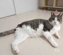 Wanted 10 ans 3 pattes à adopter