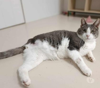 Adoption animaux Beaumont le Roger Eure - Photos Vivastreet Wanted 10 ans 3 pattes à adopter