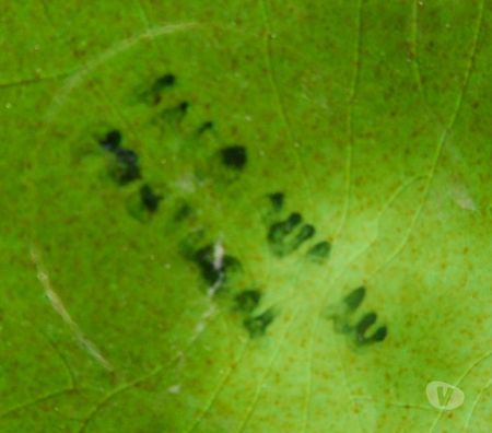 Décoration - art Hérault Castries - 34160 - Photos Vivastreet Lot de 6 canards en faïence vintage - Set of 6 vintage ducks