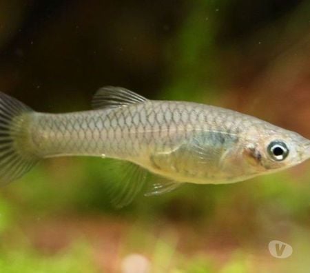 Don animaux Nord Tourcoing - 59200 - Photos Vivastreet Recherche guppys ou autres poissons a donner