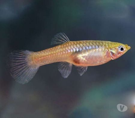 Don animaux Nord Tourcoing - 59200 - Photos Vivastreet Recherche guppys ou autres poissons a donner
