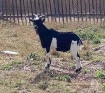 ALZAGAR, gentil bouc nain